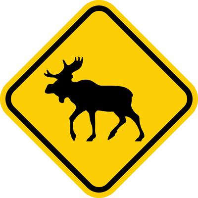 moose crossing